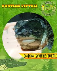 Bontang Reptilia Community Publications Facebook Kodok tegalan atau katak tegalan (fejervarya limnocharis) adalah sejenis kodok berukuran sedang anggota suku dicroglossidae. facebook