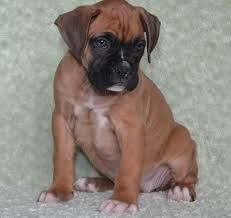 We also do go to canada and attend national specialties. Boxer Puppies For Sale Oregon City Or 115428 Petzlover