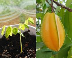 Collect plenty of orange seeds to increase your chances of seeing a tree through to maturity. Star Fruit Seed Germination Time Temperature Process Gardening Tips