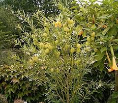 Image result for Gomphocarpus semiamplectens