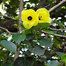 Image result for Hibiscus tiliaceus