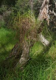 Image result for Cenchrus clandestinus