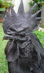 Pin By Bernice Robinson On Roosters Chickens Pet Birds Animals Animals Beautiful