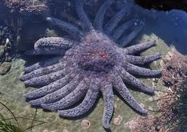 Some species, including the sunflower sea star, pycnopodia helianthoides, live for more than 30 years. E A R T H Sunflower Sea Star Pycnopodia Helianthoides At