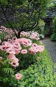 Floral Wish For The Garden Pink Oriental Pappy Floral Garden Oriental Pappy Pink Beautiful Flowers Beautiful Gardens Flower Garden