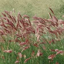 Image result for Melinis subglabra