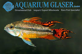 In local fish stores it is often called the big mouth apistogramma, the double full red cockatoo cichlid or a number of other colloquial names. Apistogramma Cacatuoides Double Red Aquarium Glaser Gmbh