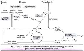 Metabolism And Its Integration With Diagram