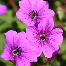 Honey bee pollinating a flower. Geranium Hexham Velvet For Sale Cranesbill Free Uk Delivery