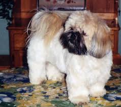 Exemples De Coupes Pour Les Shih Tzu Toilettage Shih Tzu Bichon Havanais Epagneul Papillon