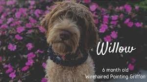 Find many wirehaired pointing griffon puppies with a pedigree from directory of quality wirehaired pointing griffon dogs from the whole world. Willow 6 Month Old Wirehaired Pointing Griffon Obedience Training Distraction Training Youtube