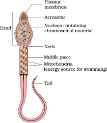 Check spelling or type a new query. Draw A Labelled Diagram Of Sperm