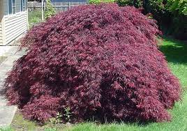 Japanese Lace Leaf Maple Red Dragon Japanese Maple Japanese Maple Japanese Maple Tree