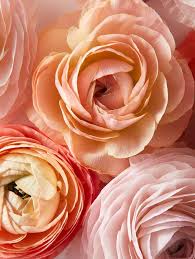 Pin On Veranda Wreath Feature