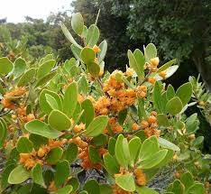 Image result for Glenniea africana