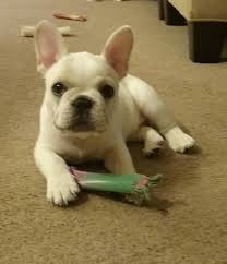 More french bulldog puppies for sale. French Bulldog Puppies For Sale Orlando Fl 289622