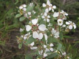 Image result for Leptospermum laevigatum
