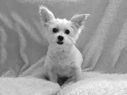 Image result for white yorkshire terrier