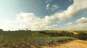 We did not find results for: Bodega Pinera Lebrija Home Facebook