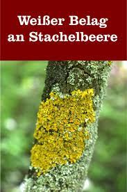 We did not find results for: Am Stamm Der Stachelbeeren Und Johannisbeeren Befindet Sich Ein Grau Weisser Belag Gartenbob De Der Garten Ratgeber