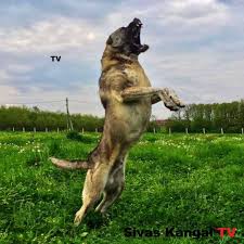 Sivas Kangal Tv Malakli Akbas Turkish Lion Boz Anatolian Shepherd Dog Alabai Caucasian Owtscharka Turkey Kangal Kopegi Kopek Hayvanlar