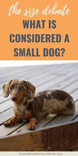 The Size Debate What Is Considered A Small Dog
