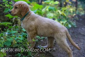 Puppies sold with all breeding rights and registration papers. Beautiful North Idaho Forest And Our Golden Retriever Puppy Nova Awwww We Live A Lot