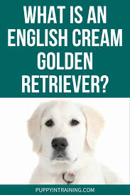 What Is An English Cream Golden Retriever Puppy In Training