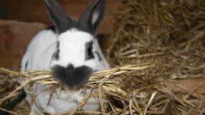 She said she was told that the video was for foreign viewers, and threatened with exposure in the chinese media if she refused to carry on. Deadly Rhd Rabbit Virus Shuts Uk Competition Shows Bbc News