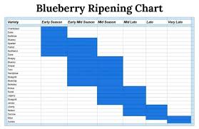 Blueberry cultivar selection northwest berry grape. How To Grow Highbush Blueberries In Your Backyard Winter Cove Farm