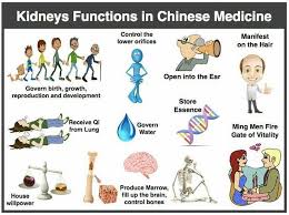 The Kidney Functions In Chinese Medicine Traditionalchinesemedicine Chinesemedicinekidney Asthma Treatment Chinese Medicine Acupuncture