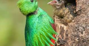 The Best 10 Quetzal Pics Animales Pajaros