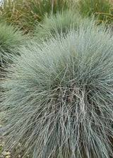 Image result for Festuca costata