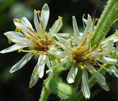 Image result for Nesaea aspera