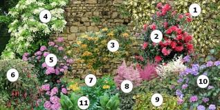 Comment Fleurir Un Mur Au Nord Hortensia Grimpant Massif Fleurs Jardin Massif