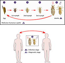 Image result for lice life cycle