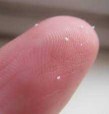 Cat flea eggs look like translucent oval dots. Flea Eggs The Most Crucial Battle In The War On Fleas Pest Hacks