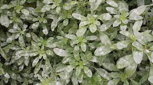 Image result for Amaranthus praetermissus