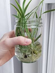 Spider plants that get too much water start to develop squishy leaves. How To Propagate Spider Plants Easily In Water Including Babies