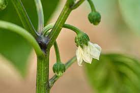Check spelling or type a new query. How To Cure Hydroponic Tomato And Pepper Blossom Drop Nosoilsolutions