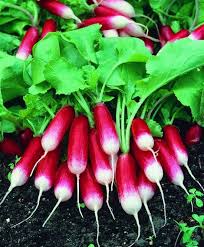 20 Types Of Radishes For Containers Best Radish Varieties