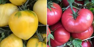 Check spelling or type a new query. Dwarf Tomato Project Results In 24 Seed Releases
