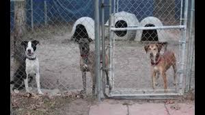 The rescues that we have worked. North 40 Outfitters To Host Pet Adoption Event Columbia Basin Ifiberone Com