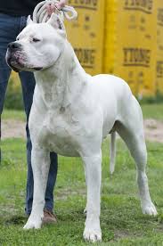 The Dog Store Has Discount Dog Supplies And Fast Shipping Dog Argentino Dogs Dog Breeds