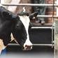 Weekly Dairy Commercial Sale event image