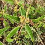 Image result for Melhania prostrata