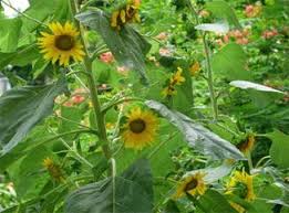 Sunflower is known from other names such as annual sunflower, hopi sunflower, common sunflower, sunfl ower, giant sunflower and kansas sunflower. Helianthus Annuus Springerlink