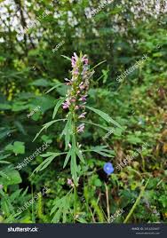 Image result for Leonurus japonicus