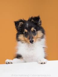 Check spelling or type a new query. Sheltie Puppy 12 Weeks Old Elke Vogelsang Hildesheim Germany X T2 Animals Photo Nature Sheltie Puppy Puppies Sheltie Dogs