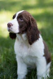 Black And White English Springer Spaniel Hunting English Springer Spaniel Puppy Liver And White Springer Dog English Springer Spaniel Puppy Spaniel Puppies